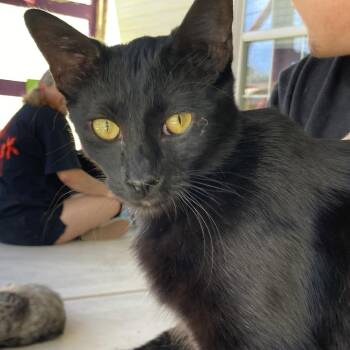 Ghostkitty -  Domestic Short Hair Cat for Adoption in Midland, Texas - Ghostkitty | PetCurious