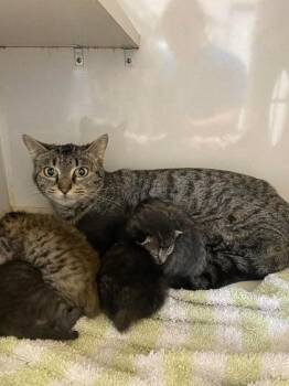 Meowdonna -  Domestic Short Hair Cat Available for Adoption in Lampasas, Texas - Meowdonna | PetCurious