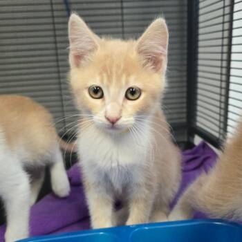 Juaquin -  Domestic Short Hair Cat for Adoption in Spokane, Washington - Juaquin | PetCurious
