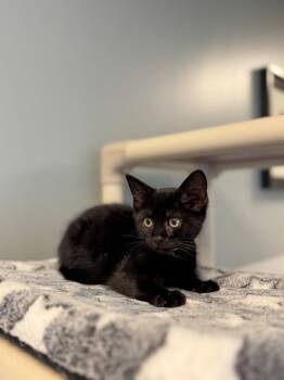 Craig -  Domestic Short Hair Cat for Adoption in Syosset, New York - Craig | PetCurious