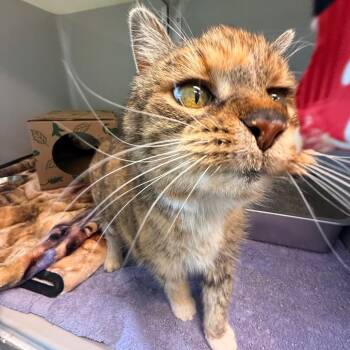 Domestic Medium Hair Cats Available for Adoption in Saint Charles, Missouri - California | PetCurious