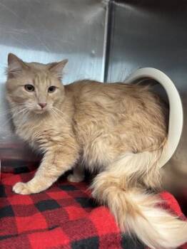 Domestic Long Hair Cats Available for Adoption in El Paso, Texas - Cheerio | PetCurious