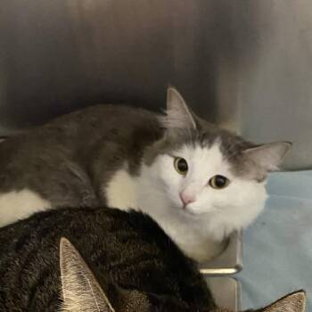 Domestic Medium Hair Cats Available for Adoption in Gloucester, Virginia - Belle | PetCurious