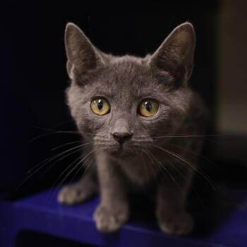 Happy -  Domestic Short Hair Cat for Adoption in Los Angeles, California - Happy | PetCurious