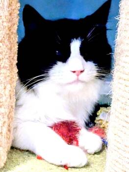 Rescue Domestic Long Hair Cats for Adoption in Ladson, South Carolina - Noodle | PetCurious