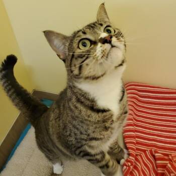 Domestic Short Hair Cats Available for Adoption in Bedford, New Hampshire - Chi | PetCurious