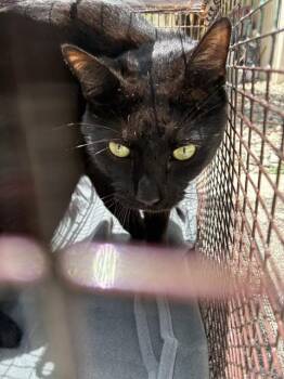 Domestic Short Hair Cats Available for Adoption in Doral, Florida - FRODO | PetCurious