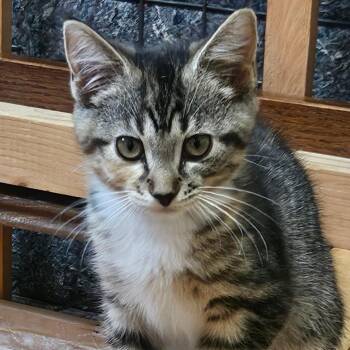 Hannah Montana -  Domestic Medium Hair Cat for Adoption in Dearborn, Michigan - Hannah Montana | PetCurious