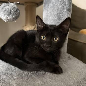 Kismet -  Domestic Short Hair Cat for Adoption in Oberlin, Ohio - Kismet | PetCurious