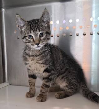 Hakeem -  Domestic Short Hair Cat for Adoption in Fort Lupton, Colorado - Hakeem | PetCurious