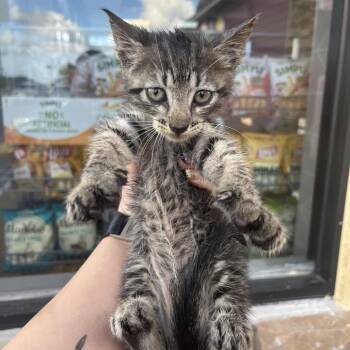 Tiger -  Domestic Short Hair Cat for Adoption in Lake Jackson, Texas - Tiger | PetCurious