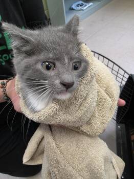 Domestic Short Hair Cats Available for Adoption in Burnsville, North Carolina - Ivan | PetCurious