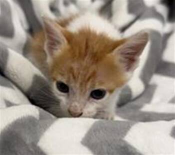 GARRY -  Domestic Short Hair Cat for Adoption in Rosenberg, Texas - GARRY | PetCurious