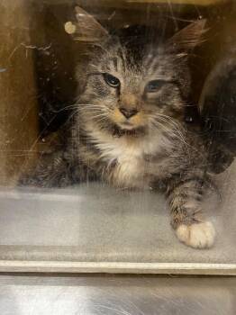 Domestic Long Hair Cats Available for Adoption in Douglasville, Georgia - Crispo | PetCurious