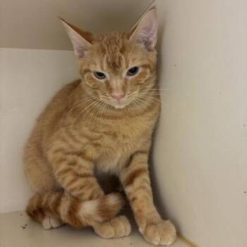 Jujube -  Domestic Short Hair Cat for Adoption in Dayton, Ohio - Jujube | PetCurious