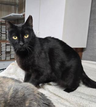 Boots -  Domestic Short Hair Cat for Adoption in Salinas, California - Boots | PetCurious