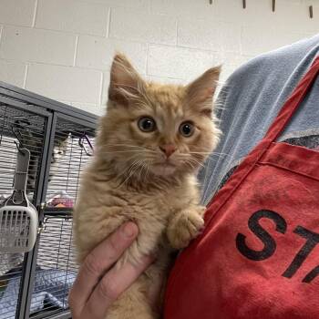 Arnie-C -  Domestic Medium Hair Cat Available for Adoption in East St. Louis, Illinois - Arnie-C | PetCurious