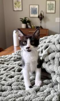 Anton -  Exotic Shorthair Cat for Adoption in Liverpool, Texas - Anton | PetCurious