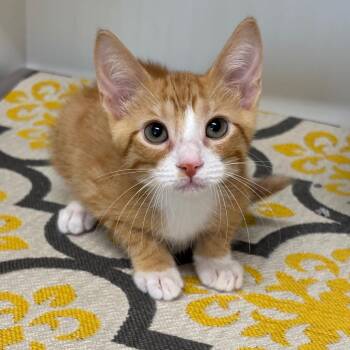 Pickle -  Domestic Short Hair Cat for Adoption in League City, Texas - Pickle | PetCurious