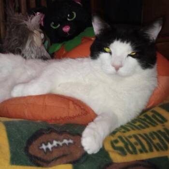 Domestic Medium Hair Cats Available for Adoption - Sam Greg | PetCurious