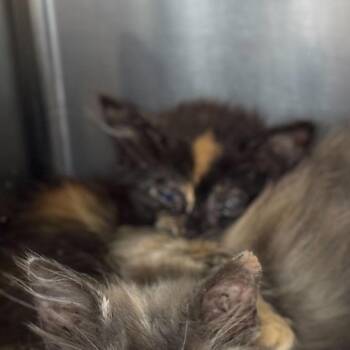 Una -  Domestic Medium Hair Cat for Adoption in San Antonio, Texas - Una | PetCurious