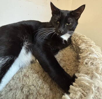 Rescue Domestic Short Hair Cats for Adoption in Hopewell, Virginia - Oliver | PetCurious
