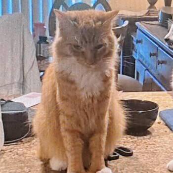 DC -  Domestic Long Hair Cat for Adoption in West Palm Beach, Florida - DC | PetCurious
