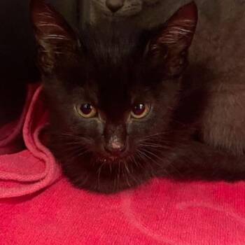 Domestic Short Hair Cats Available for Adoption in Lake Panasoffkee, Florida - Scamp | PetCurious