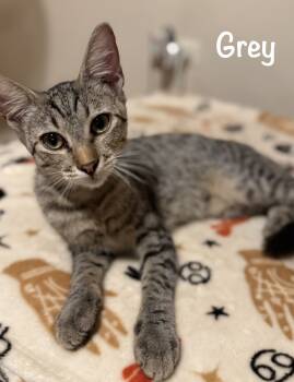 Rescue Domestic Short Hair and Tabby Cats for Adoption in Naranjito, Naranjito - Grey | PetCurious