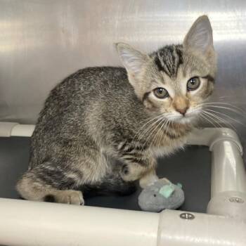 Domestic Short Hair Cats Available for Adoption in Roanoke, Virginia - Nightshade | PetCurious