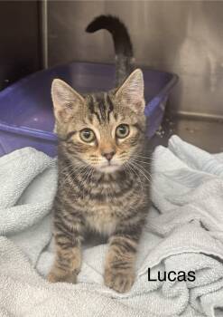Domestic Short Hair Cats Available for Adoption in Ulster, Pennsylvania - Lucas | PetCurious
