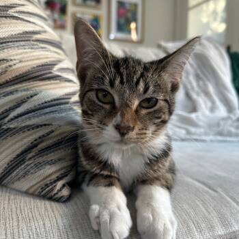 Rescue Domestic Short Hair Cats for Adoption in Chicago, Illinois - Cowboy (bonded With Astro) | PetCurious