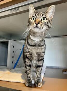 Rescue Domestic Short Hair Cats for Adoption in San Francisco, California - DAISY | PetCurious