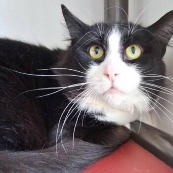 Finnegan -  Domestic Medium Hair Cat for Adoption in Belmont, New York - Finnegan | PetCurious