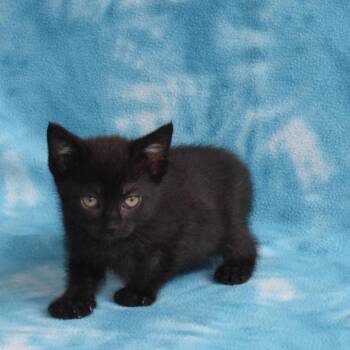 Domestic Short Hair Cats Available for Adoption in Eureka, California - Suzie | PetCurious