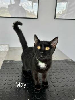 Rescue Domestic Short Hair Cats for Adoption in Blaine, Minnesota - May | PetCurious