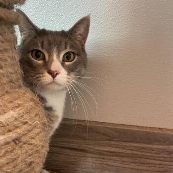 American Shorthair Cats Available for Adoption - Bonquiqui | PetCurious