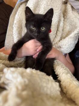 Cayenne -  American Shorthair Cat for Adoption in Hagaman, New York - Cayenne | PetCurious