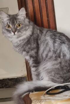 Jordan -  Siberian Cat for Adoption in Brampton, Ontario - Jordan | PetCurious