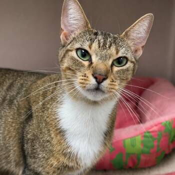 Meringue -  Domestic Short Hair Cat for Adoption in Sarasota, Florida - Meringue | PetCurious