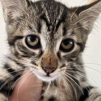 Javier -  Domestic Short Hair Cat for Adoption in Santa Ana, California - Javier | PetCurious