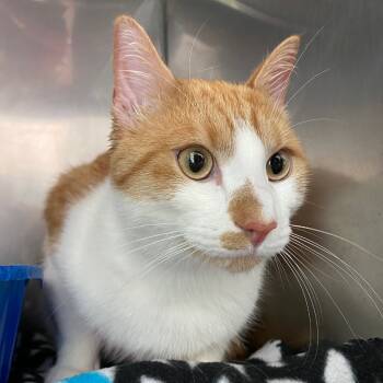 Rescue Domestic Short Hair Cats for Adoption in Fall River, Massachusetts - Pepper | PetCurious