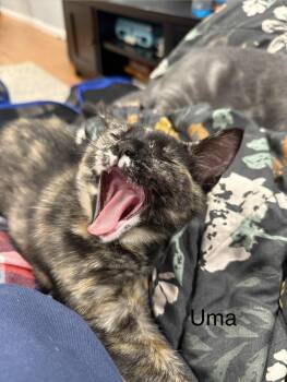 Tortoiseshell Cats Available for Adoption in Middletown, Connecticut - Uma | PetCurious