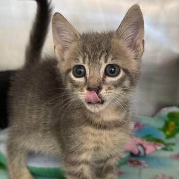 Domestic Short Hair Cats Available for Adoption in West Palm Beach, Florida - Ernie | PetCurious