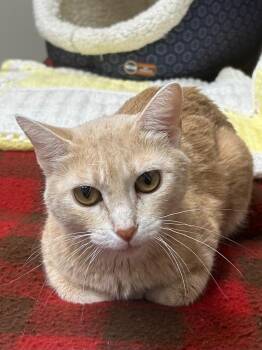 Rescue Domestic Short Hair Cats for Adoption in Spooner, Wisconsin - Chipotle | PetCurious