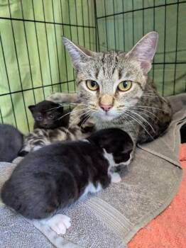 Sirocco -  Domestic Short Hair Cat for Adoption in Grand Rapids, Michigan - Sirocco | PetCurious