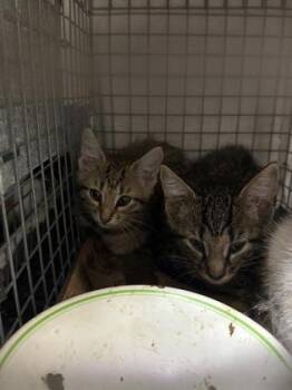 Rescue Domestic Short Hair Cats for Adoption in Baton Rouge, Louisiana - Blaidd (153827) | PetCurious