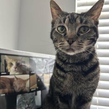 Bubbles -  Tabby and Domestic Short Hair Cat for Adoption in South Houston, Texas - Bubbles | PetCurious