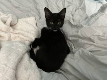 Rescue Domestic Short Hair Cats for Adoption in Chicago, Illinois - Zelda | PetCurious