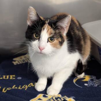 Domestic Short Hair Cats Available for Adoption in Fenton, Michigan - Carmen | PetCurious